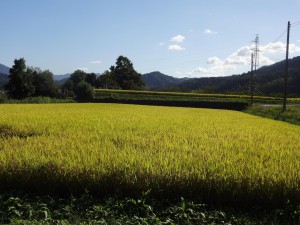 10.7田園風景加工