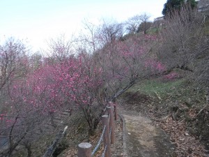 DSCF1225r